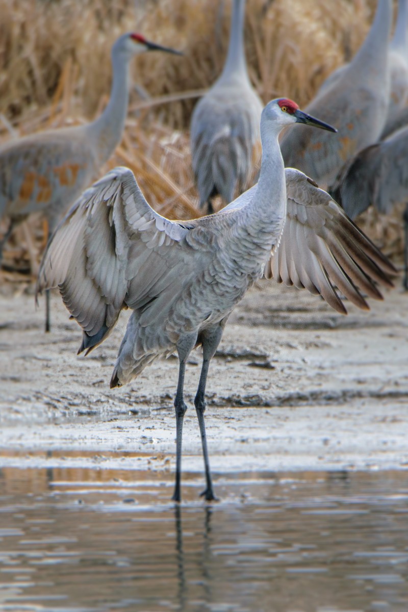 Sandhill Crane - William Kelley