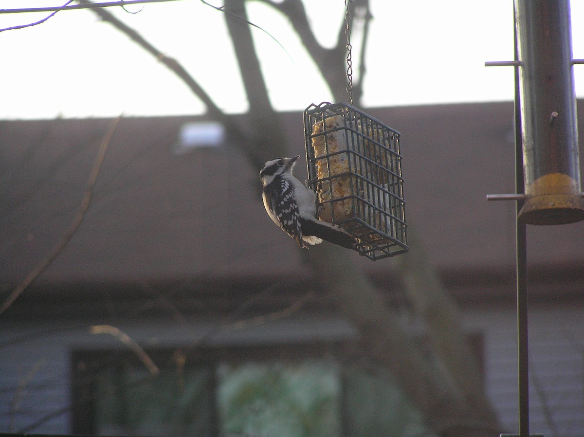 strakapoud osikový - ML218032511