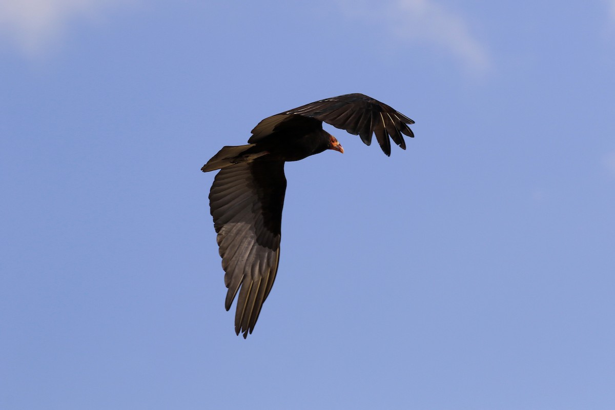 Lesser Yellow-headed Vulture - ML218032581
