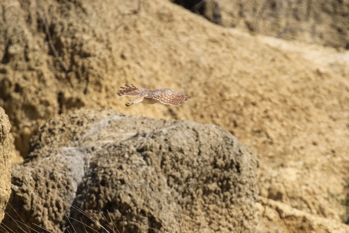 Burrowing Owl - ML218032871