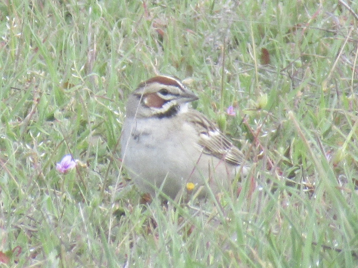 Lark Sparrow - Adam Burnett