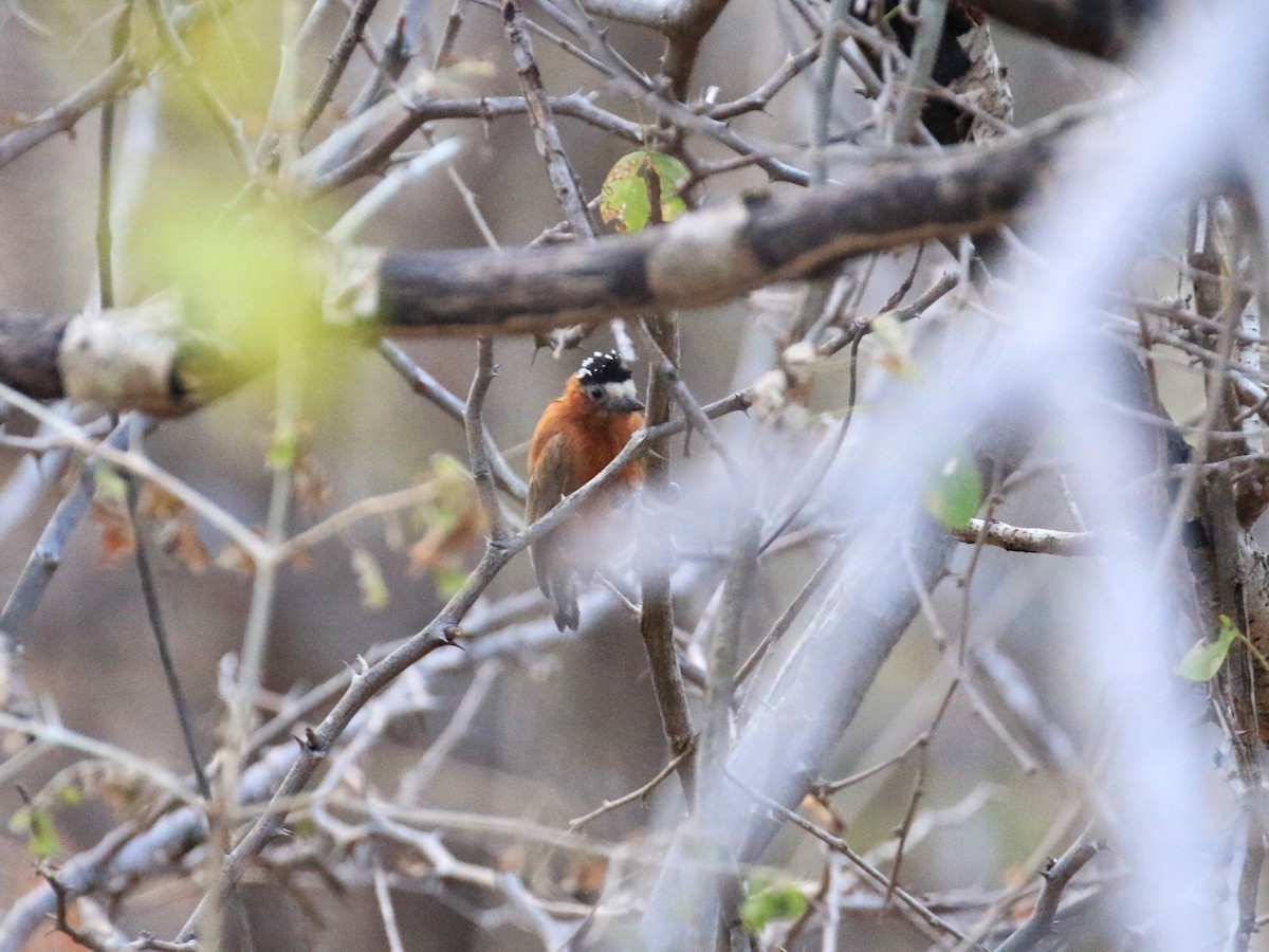 Chestnut Piculet - ML218033401