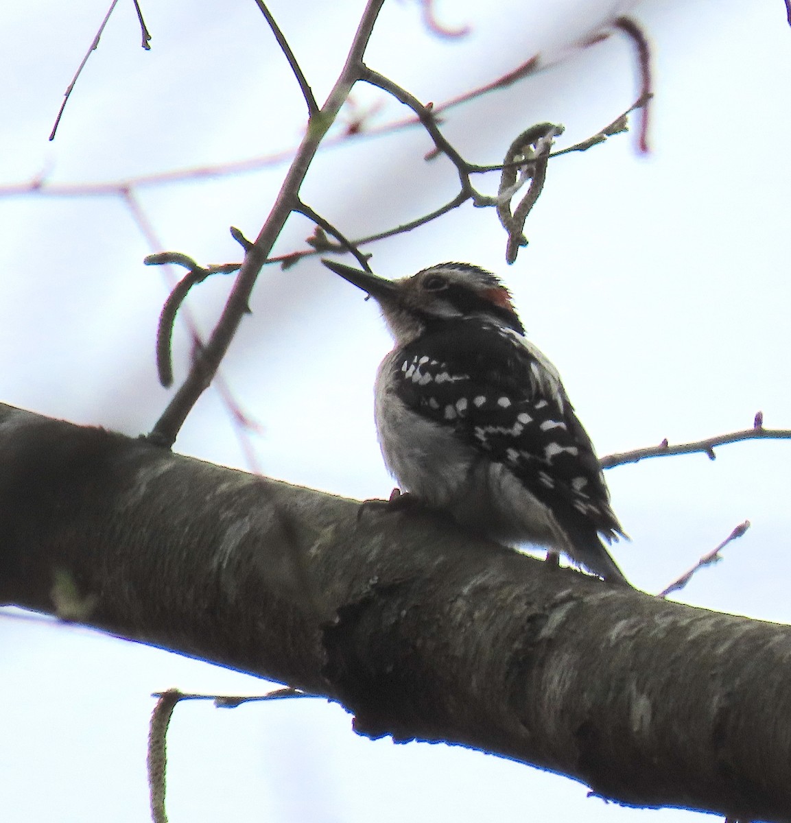 Hairy Woodpecker - ML218033991