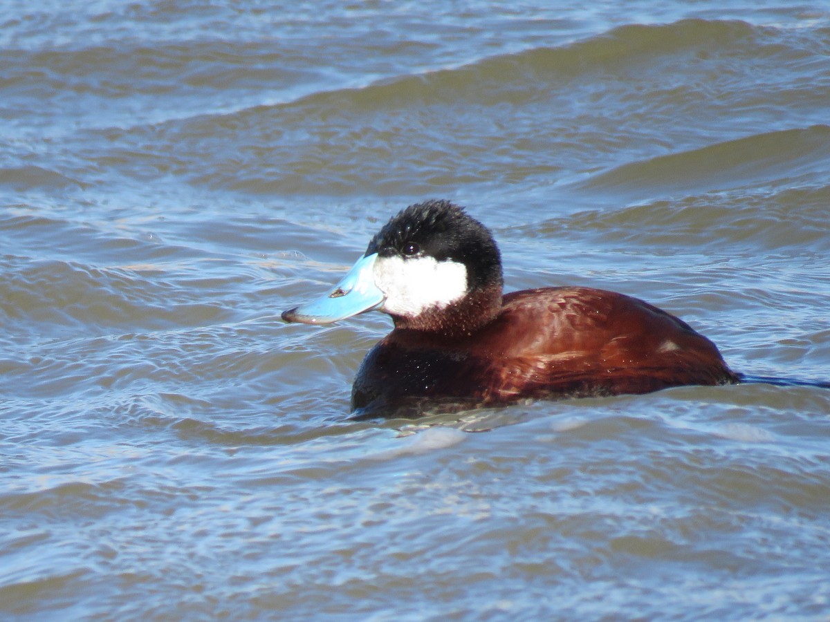 Ruddy Duck - Gregg Friesen