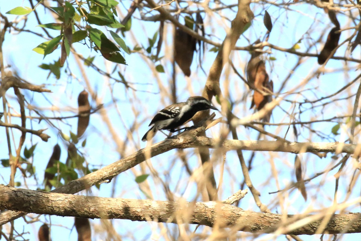 Northern White-fringed Antwren - ML218034901