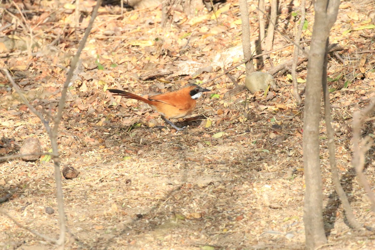 White-whiskered Spinetail - ML218035171