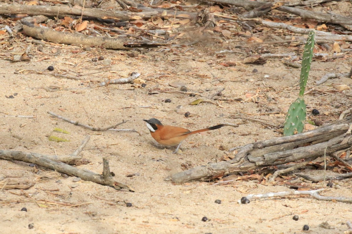 White-whiskered Spinetail - ML218035201