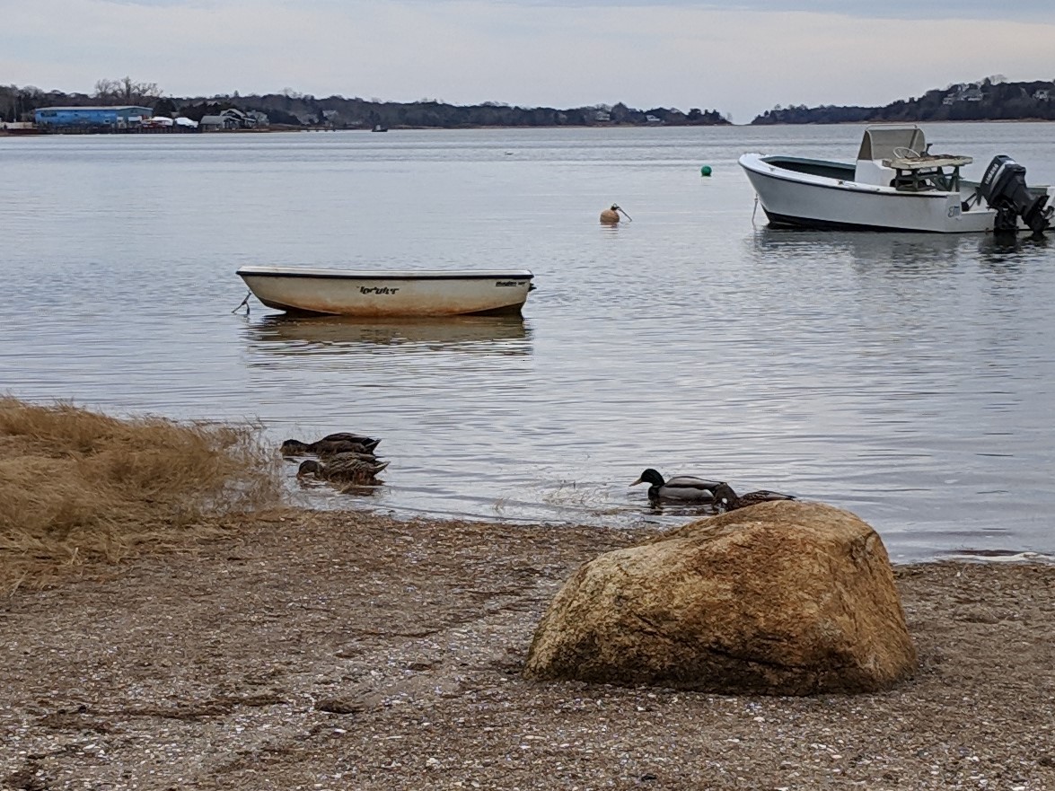 kachna divoká - ML218035281