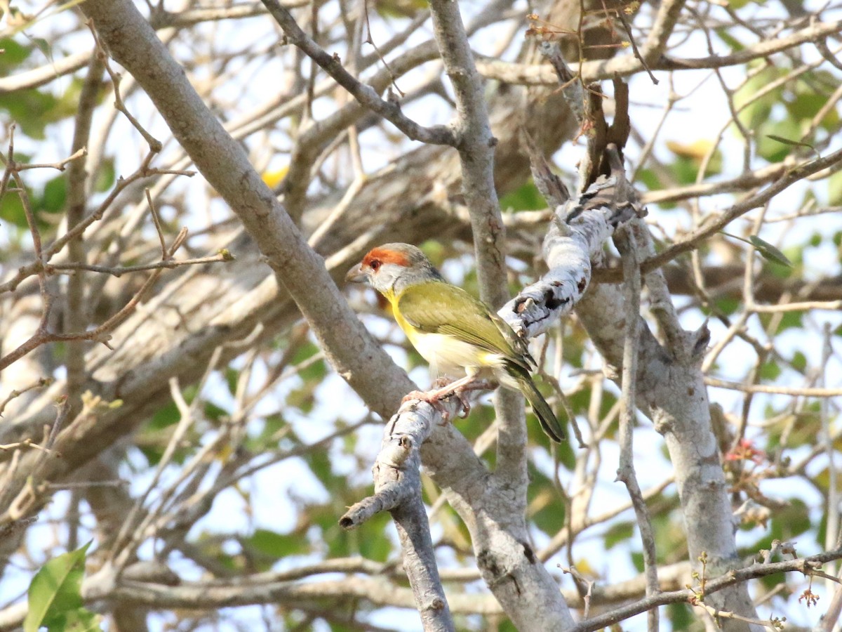 Rufous-browed Peppershrike - ML218035571