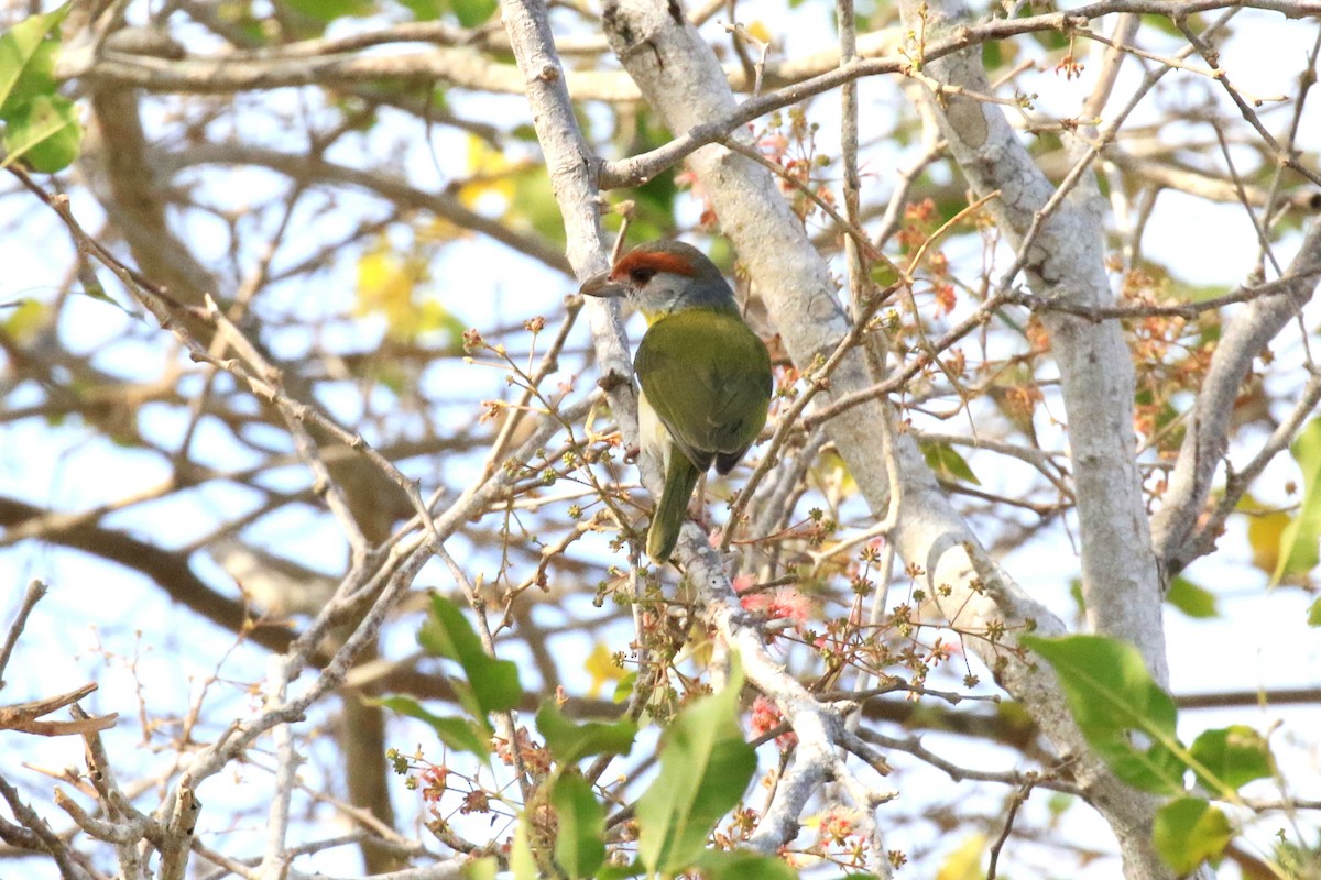 Rufous-browed Peppershrike - ML218035581