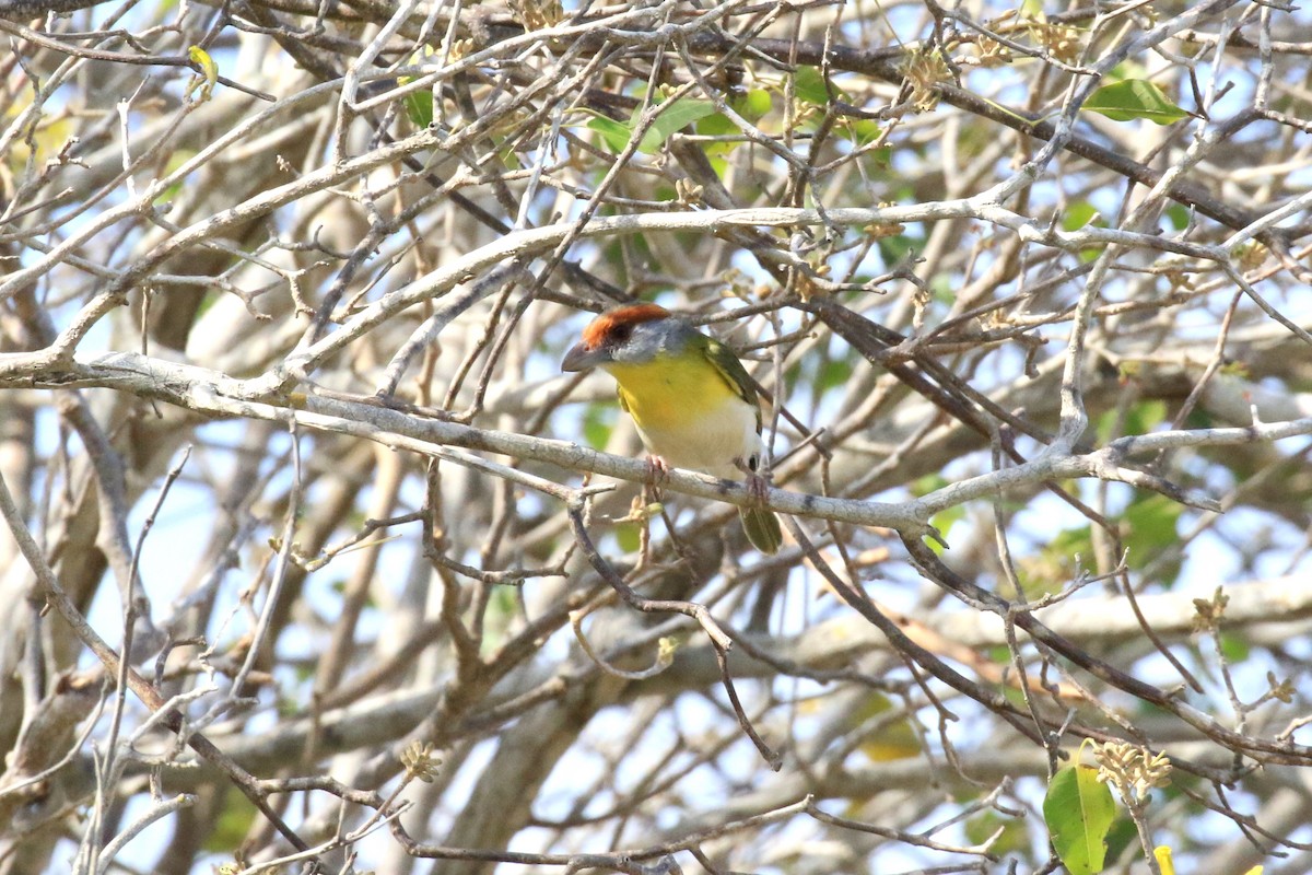 Rufous-browed Peppershrike - Denis Tétreault