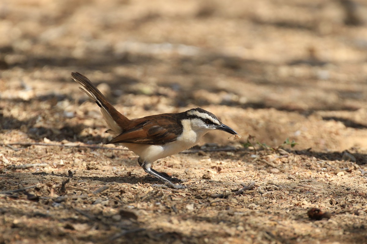 Bicolored Wren - ML218035771