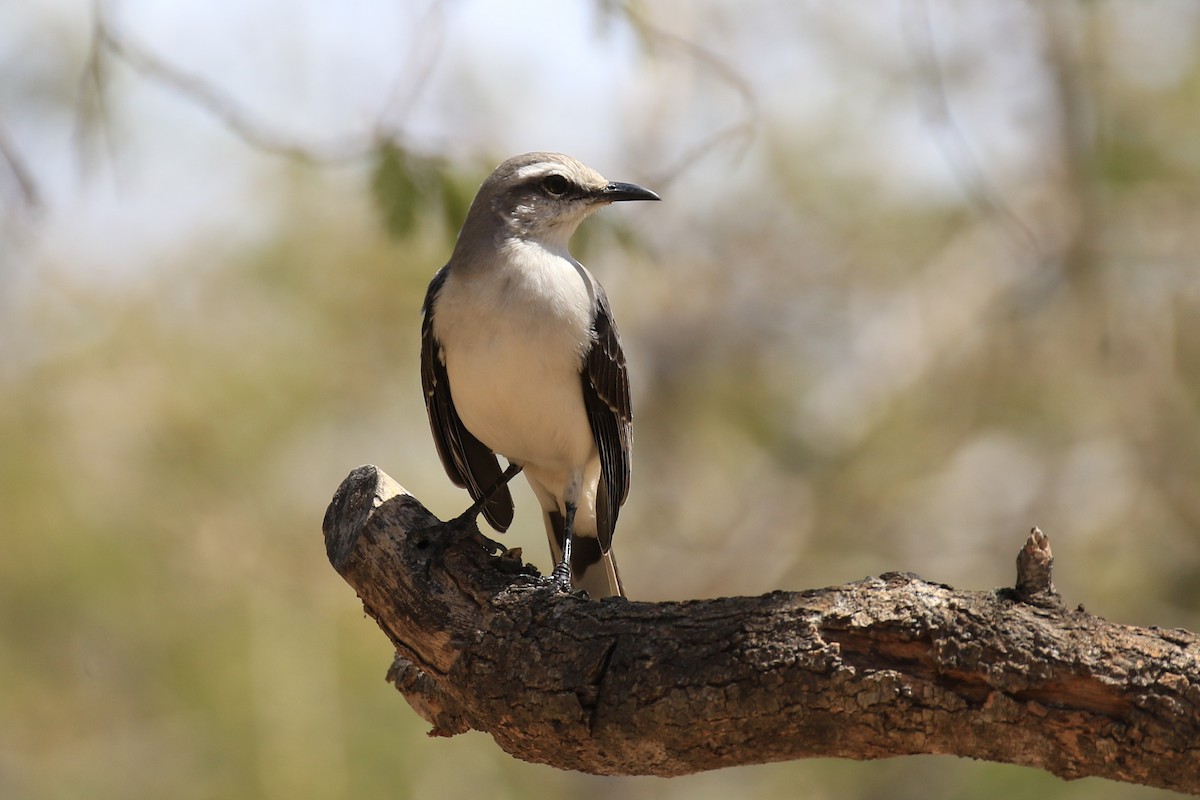 Tropical Mockingbird - ML218035911