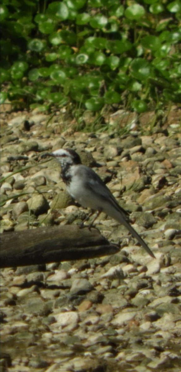 White Wagtail - ML218036781