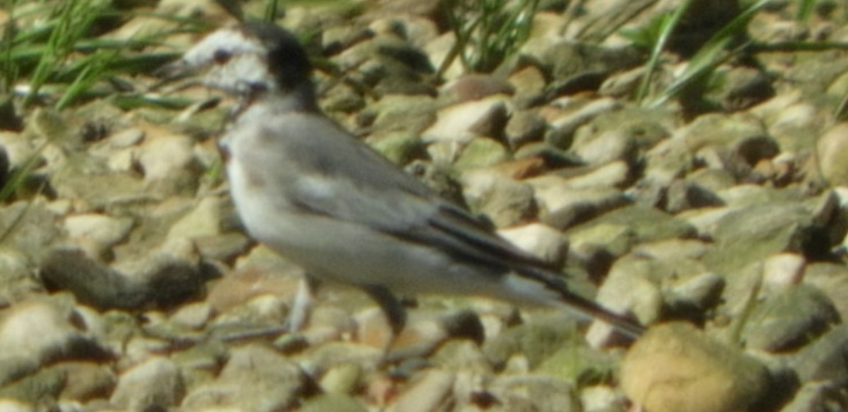 White Wagtail - ML218036811