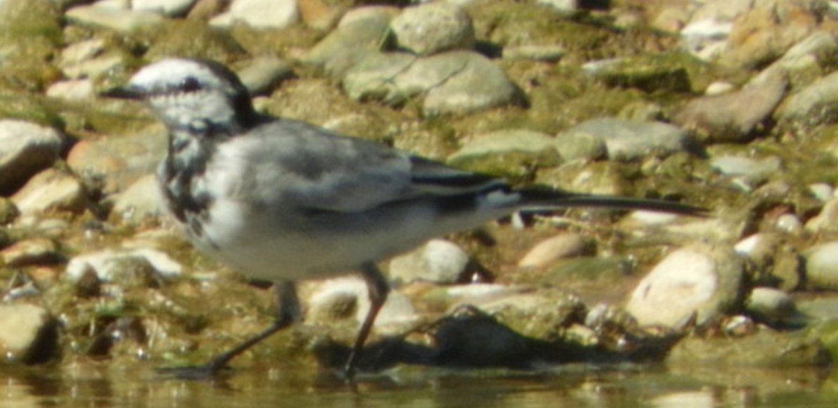 White Wagtail - ML218036911