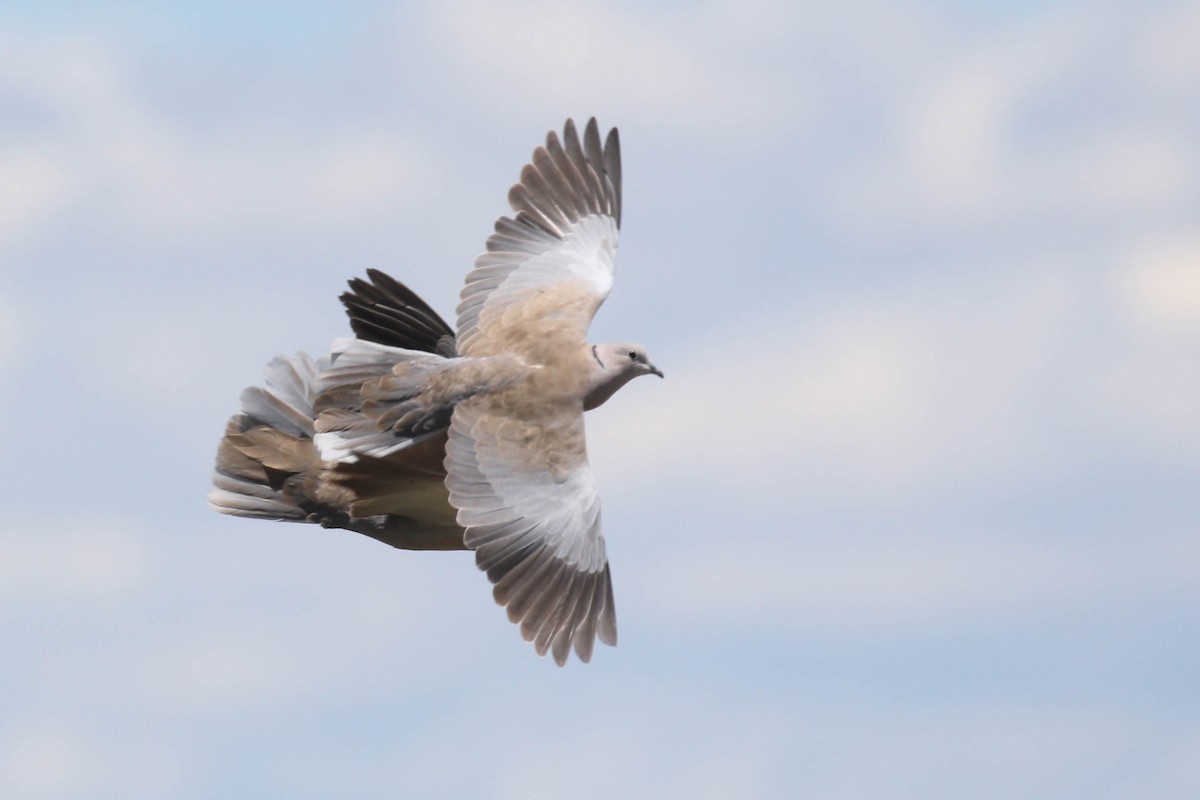 Eurasian Collared-Dove - ML218037521