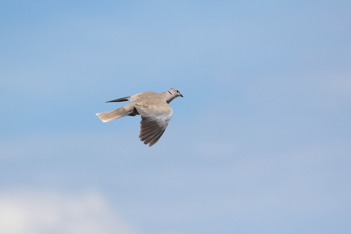 Eurasian Collared-Dove - ML218037541