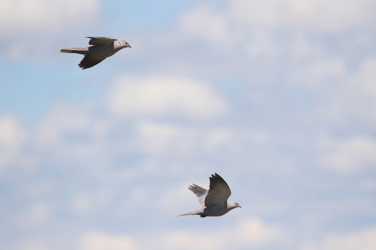 Eurasian Collared-Dove - ML218037581