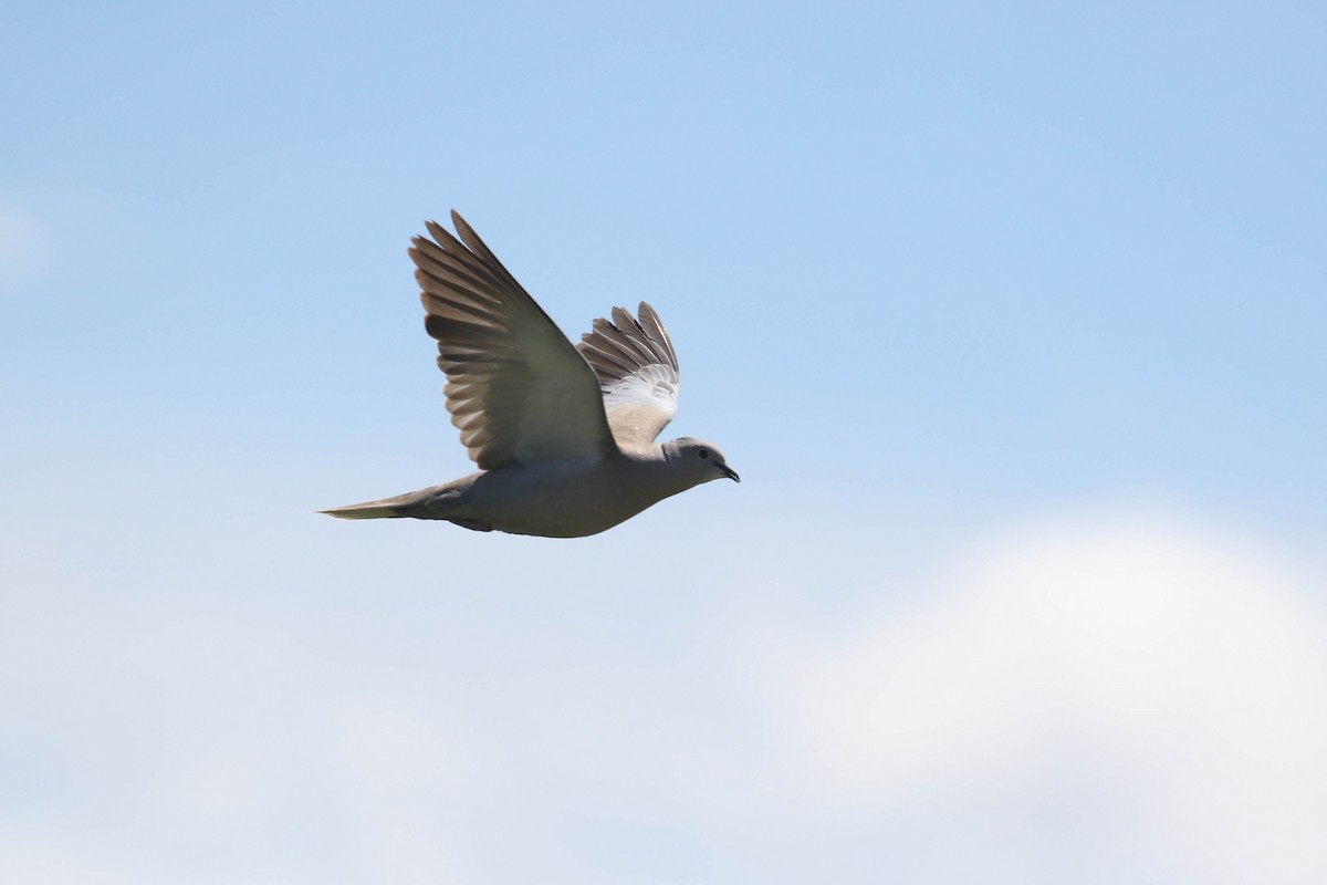 Eurasian Collared-Dove - ML218037591