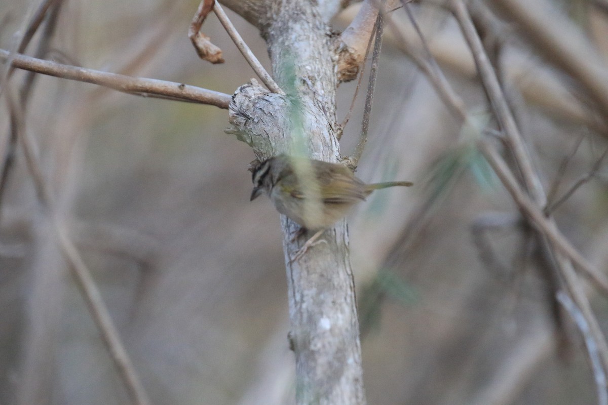 Tocuyo Sparrow - ML218037801