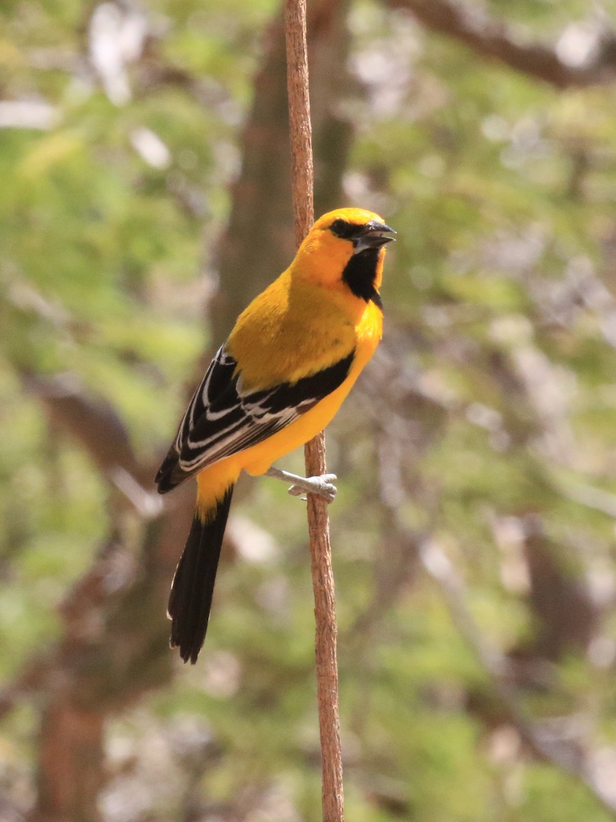 Yellow Oriole - ML218038001