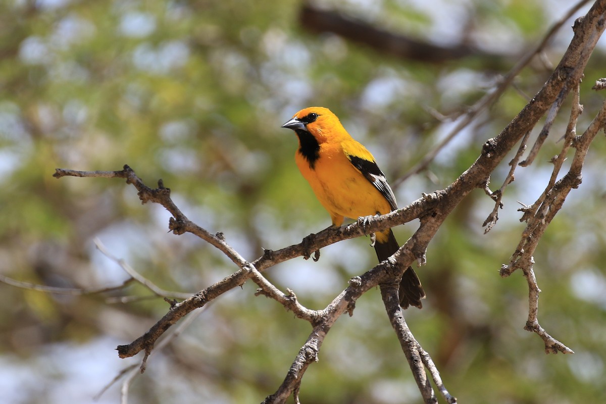 Yellow Oriole - Denis Tétreault