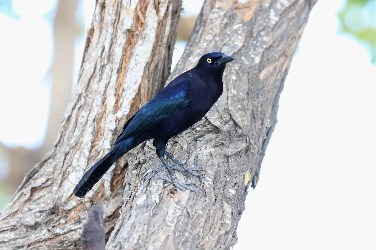 Great-tailed Grackle - ML218038121