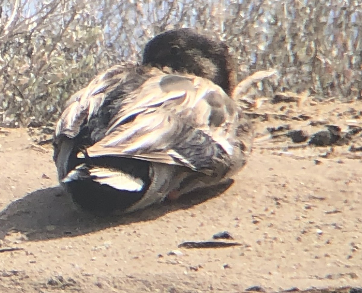 Mallard/Mexican Duck - ML218038371