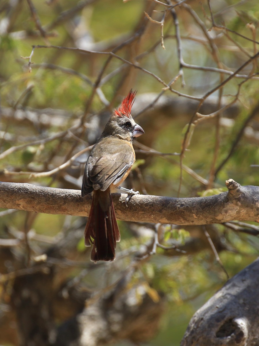 Vermilion Cardinal - Denis Tétreault