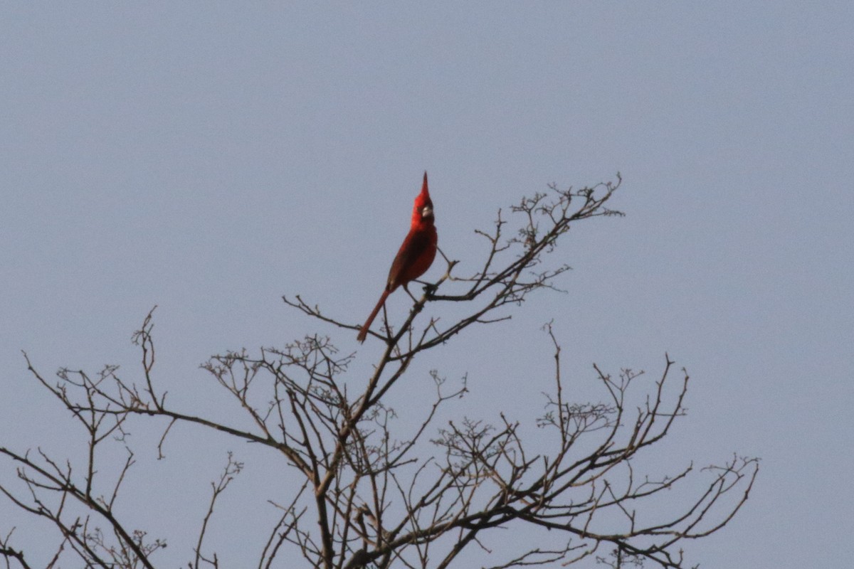 Vermilion Cardinal - ML218038441