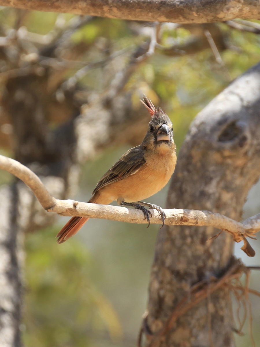 Vermilion Cardinal - ML218038451