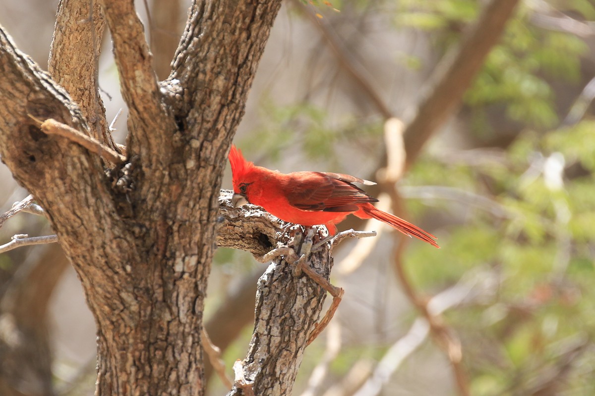 Vermilion Cardinal - ML218038471