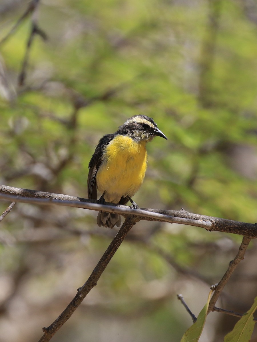 Bananaquit - ML218039041