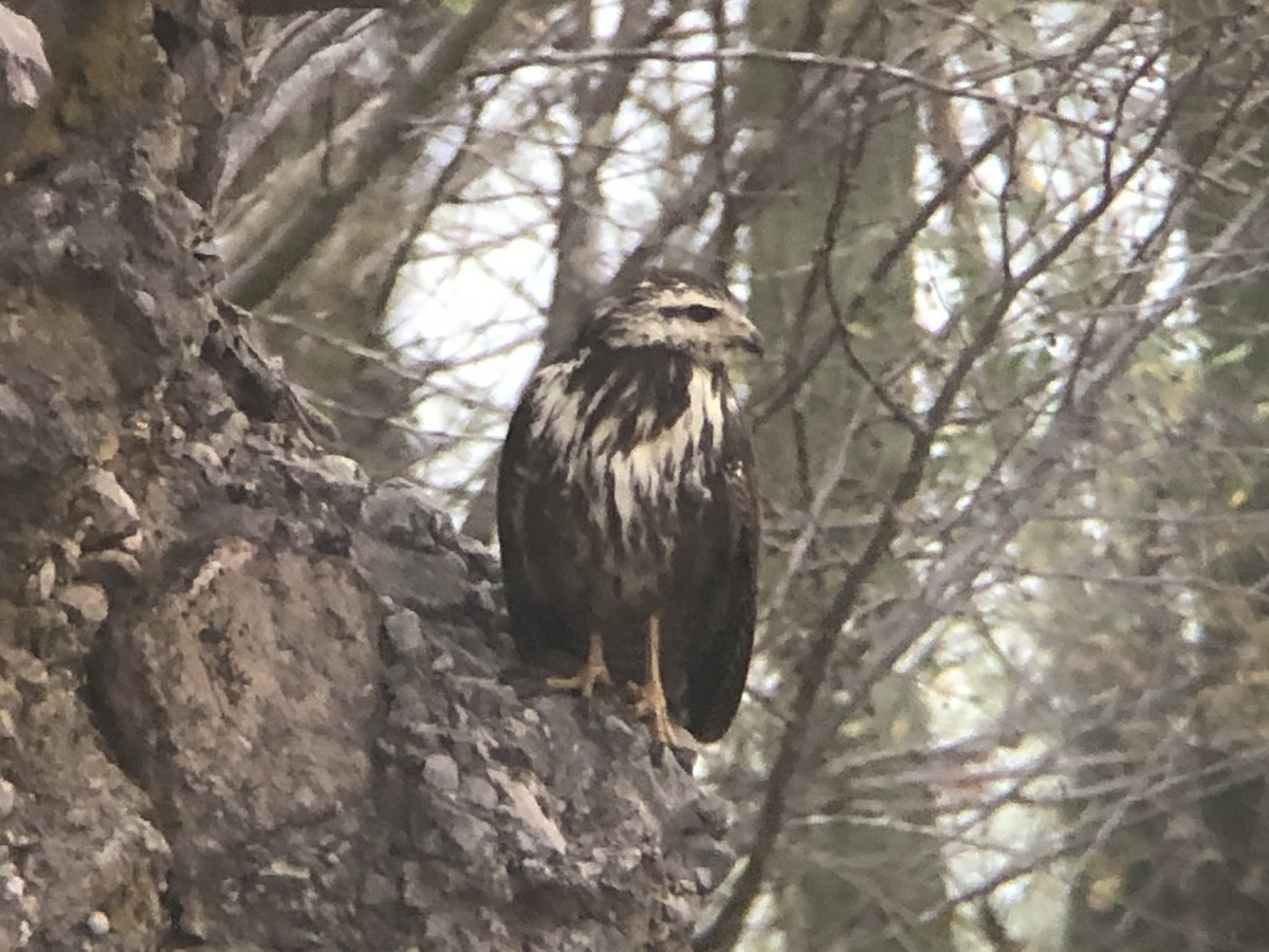 Common Black Hawk - ML218040191