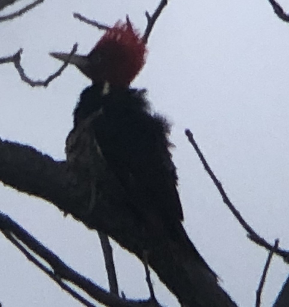 Pale-billed Woodpecker - ML218040441