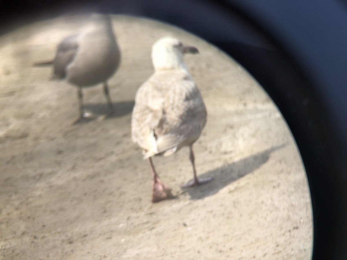 Glaucous-winged Gull - ML218041291