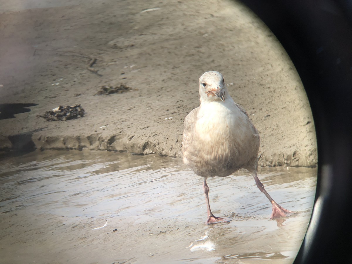 Glaucous-winged Gull - ML218041311