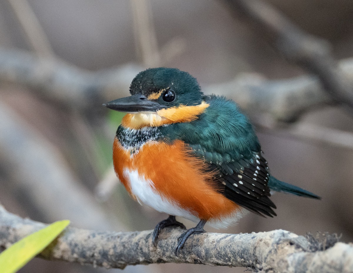 American Pygmy Kingfisher - ML218041631
