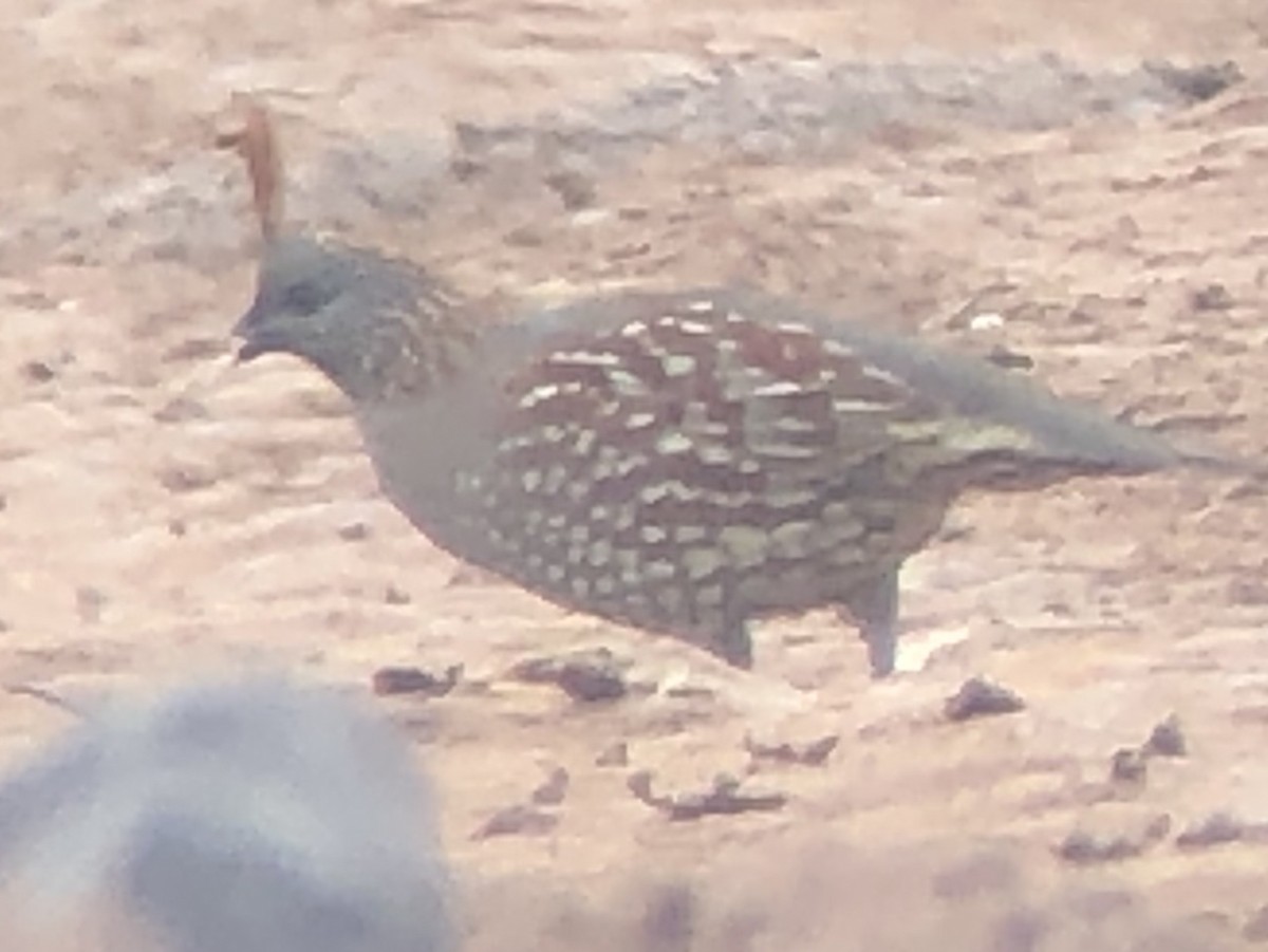 Elegant Quail - ML218042371