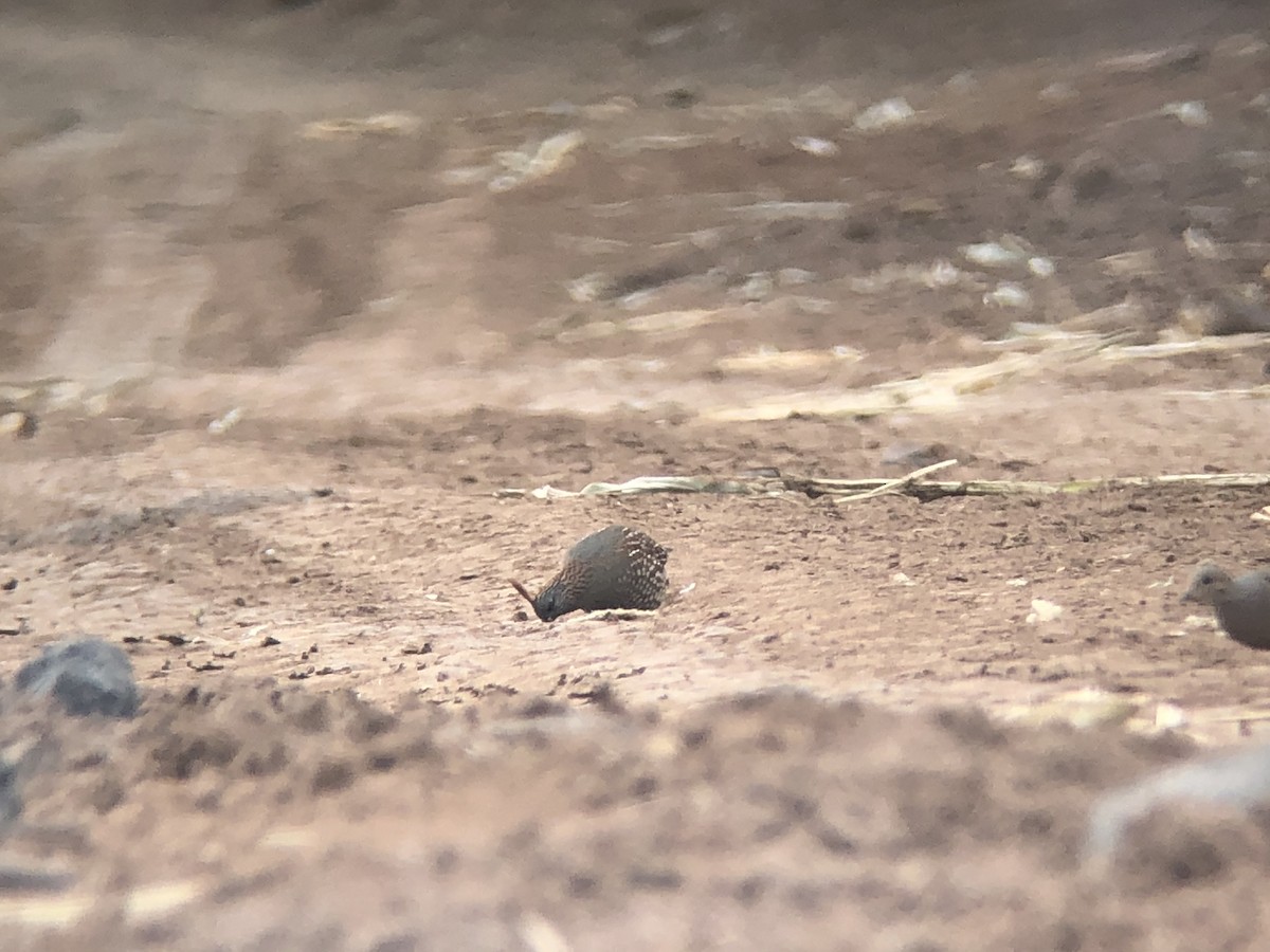 Elegant Quail - ML218042381