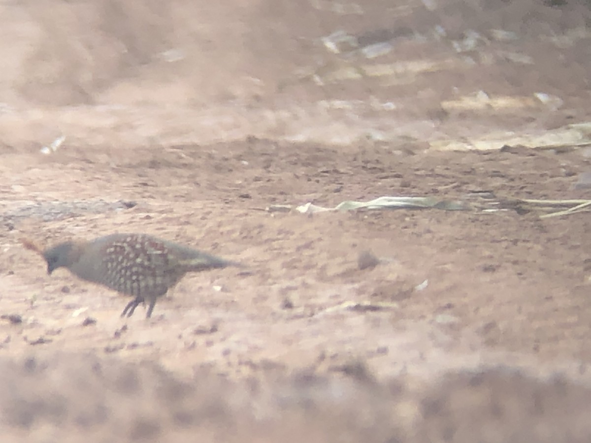 Elegant Quail - ML218042391