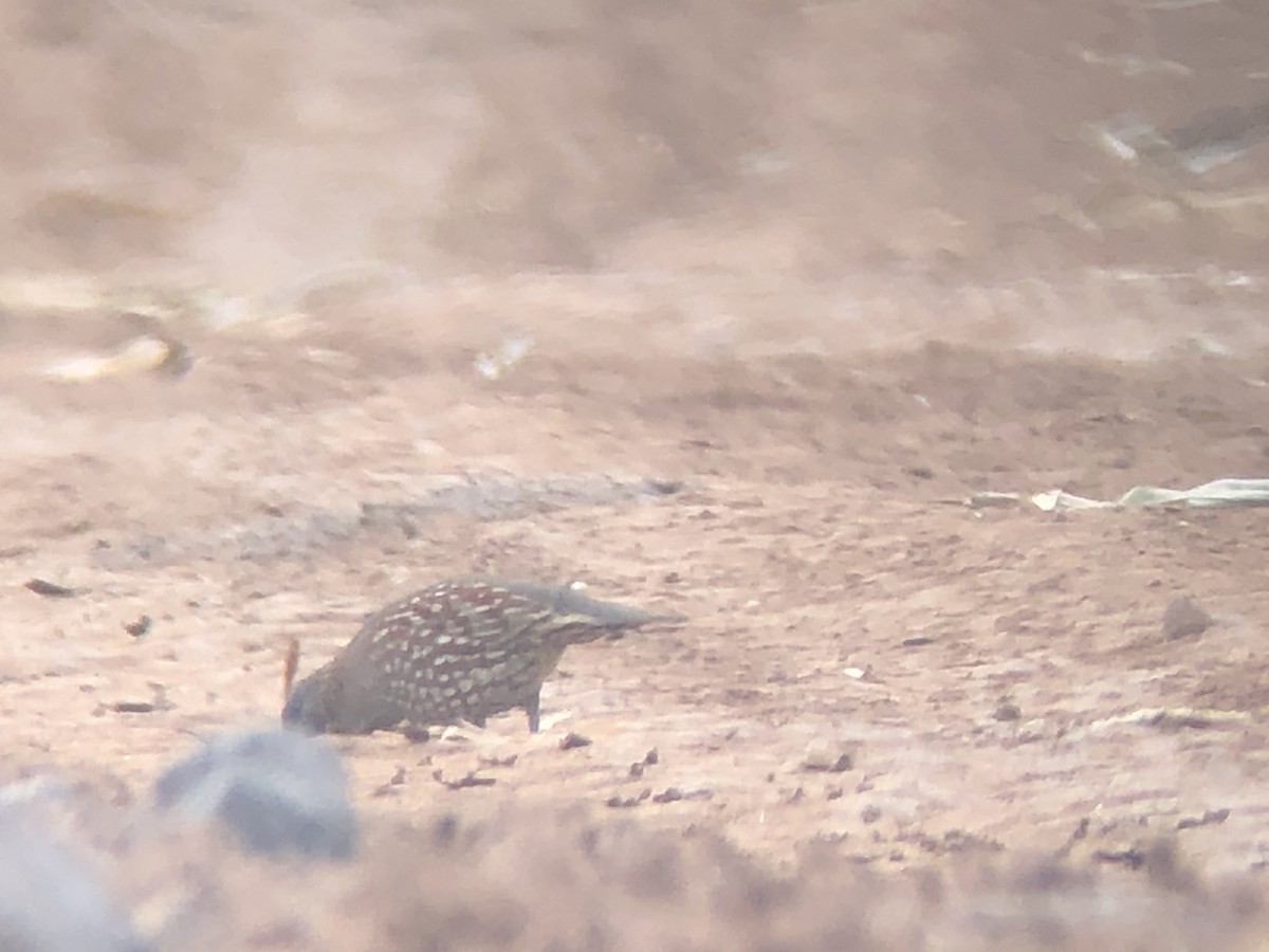 Elegant Quail - ML218042401