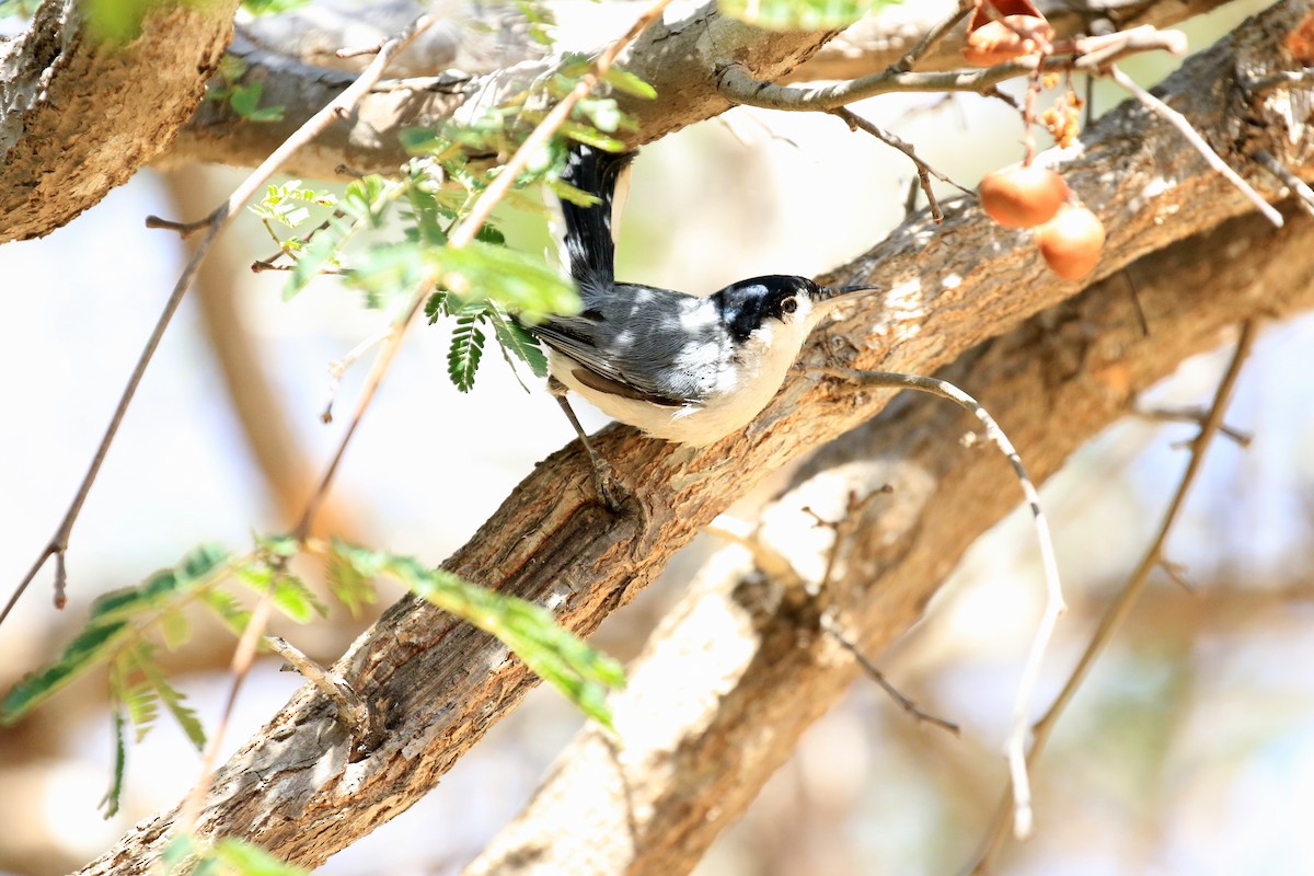 Tropical Gnatcatcher - ML218043881