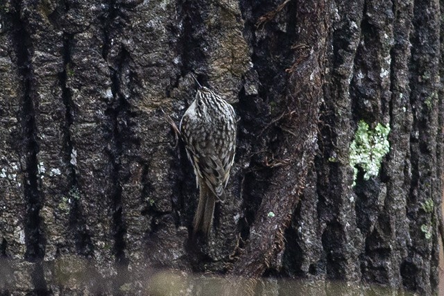 Brown Creeper - ML218044661