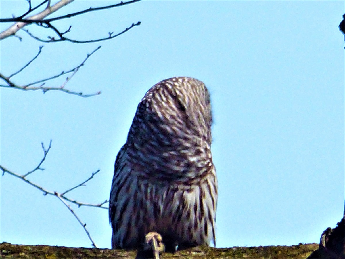 Barred Owl - ML218044851