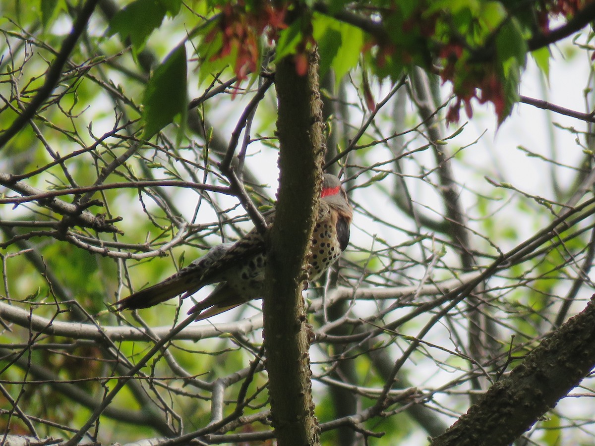 Northern Flicker - ML218045171