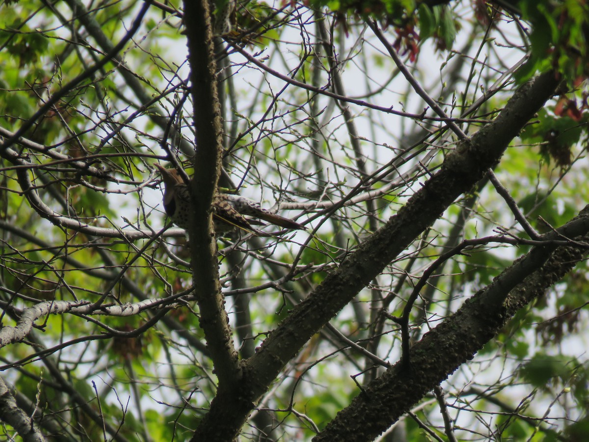 Northern Flicker - ML218045191