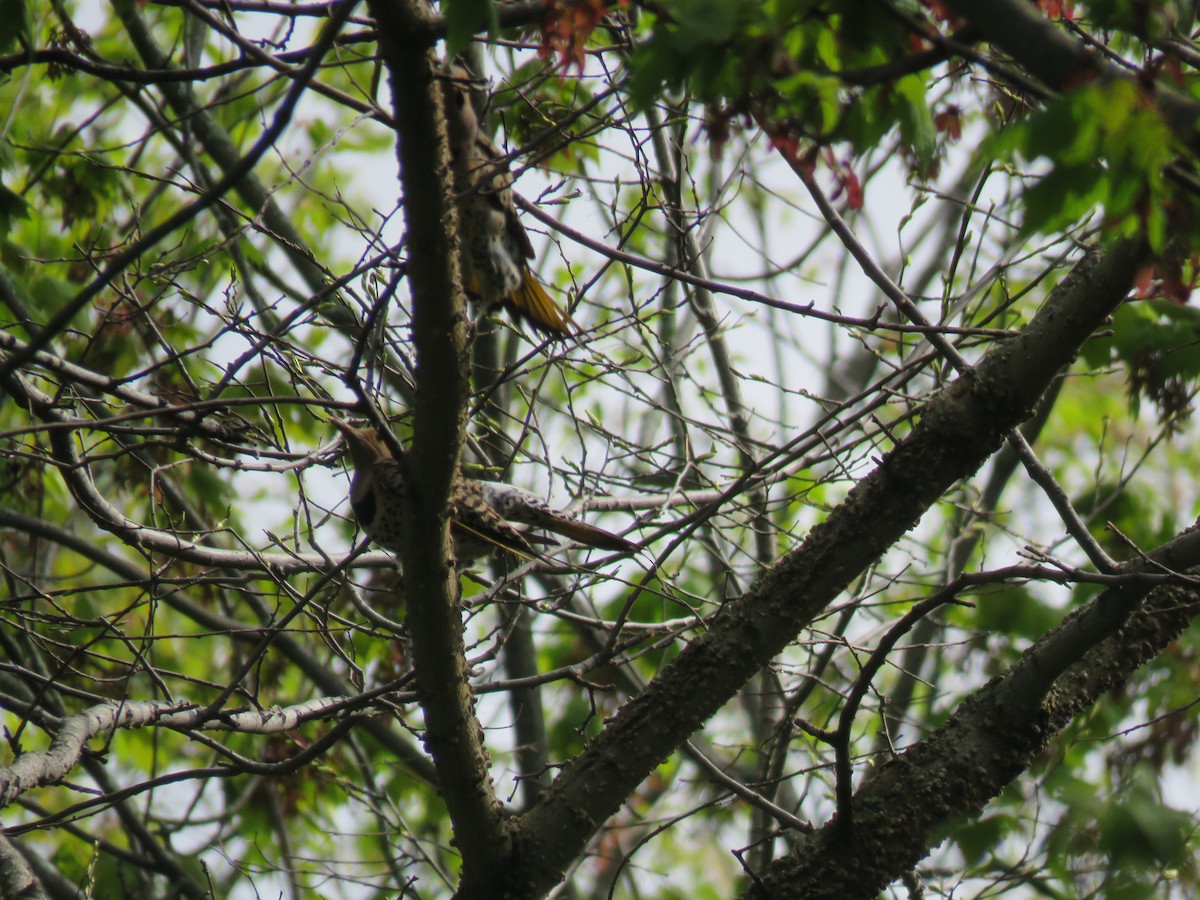 Northern Flicker - ML218045201