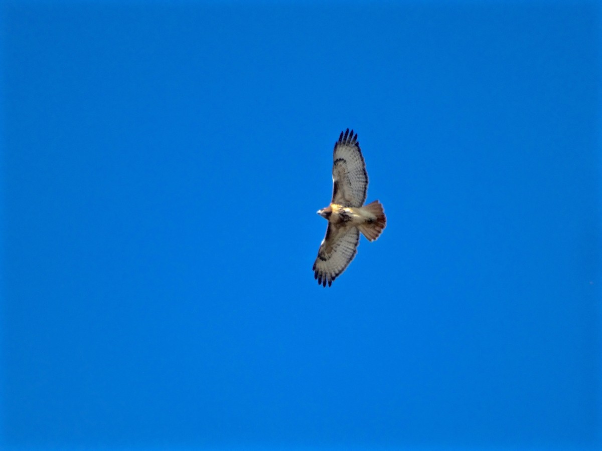 Red-tailed Hawk - ML21804581